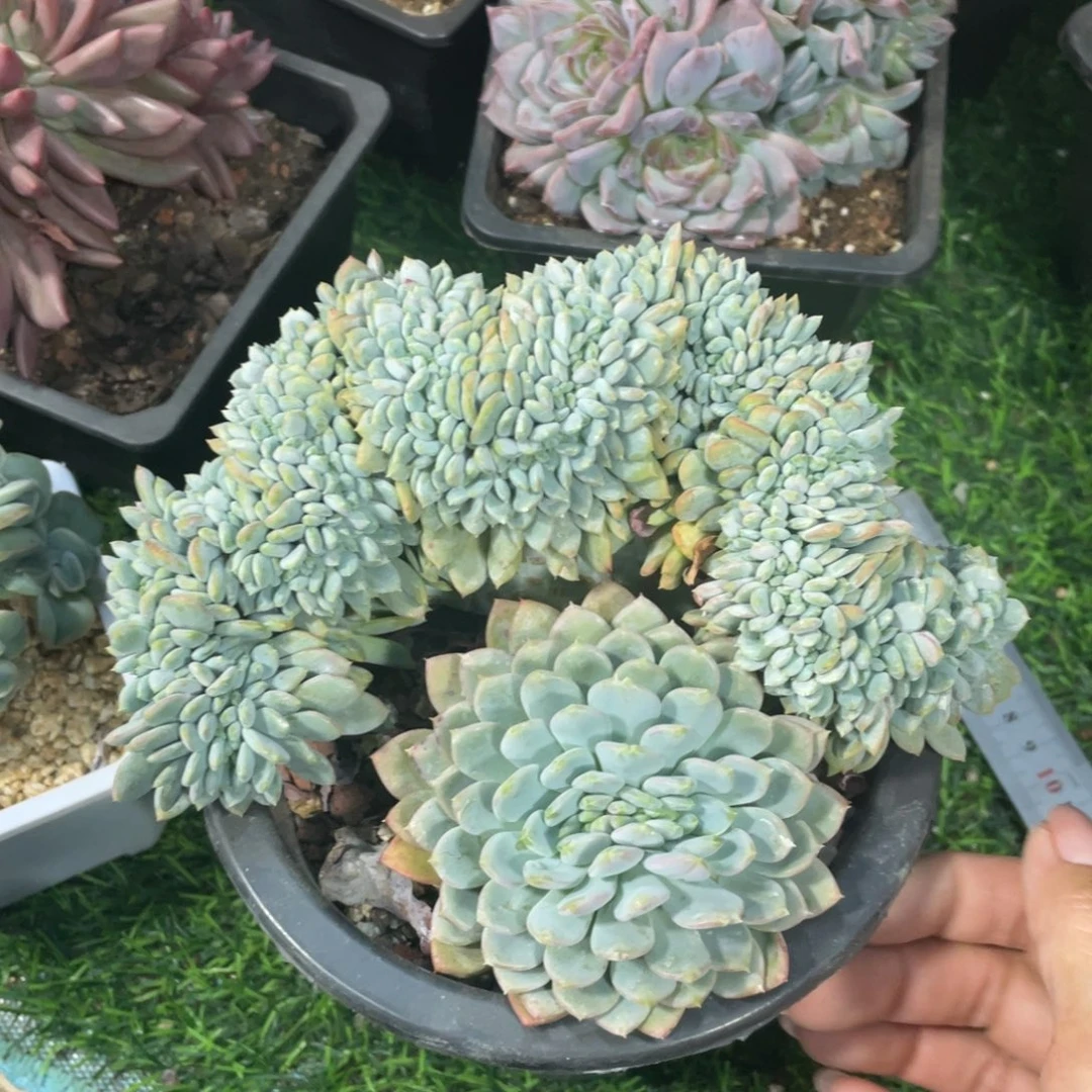 玛瑙缀冠幅18 公分一物一拍