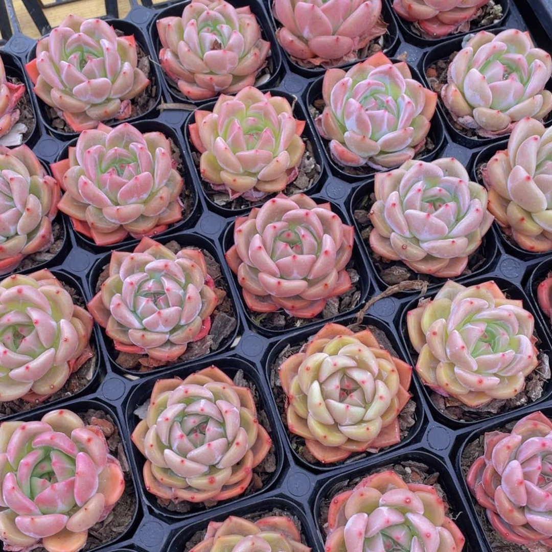 1309号 Q橙单头一个