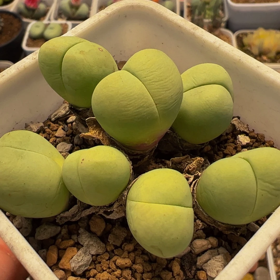 180多肉植物百科植物
