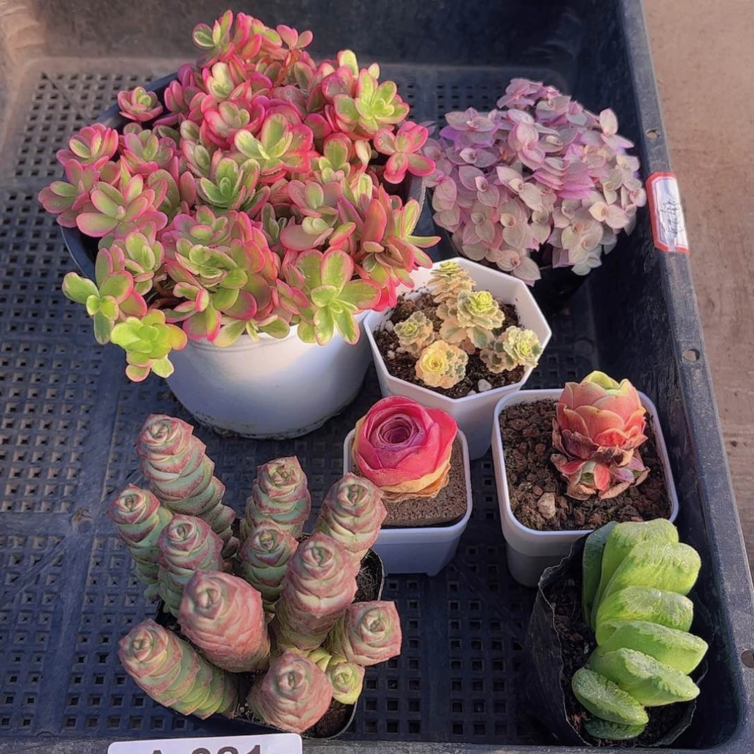 多肉381多肉植物