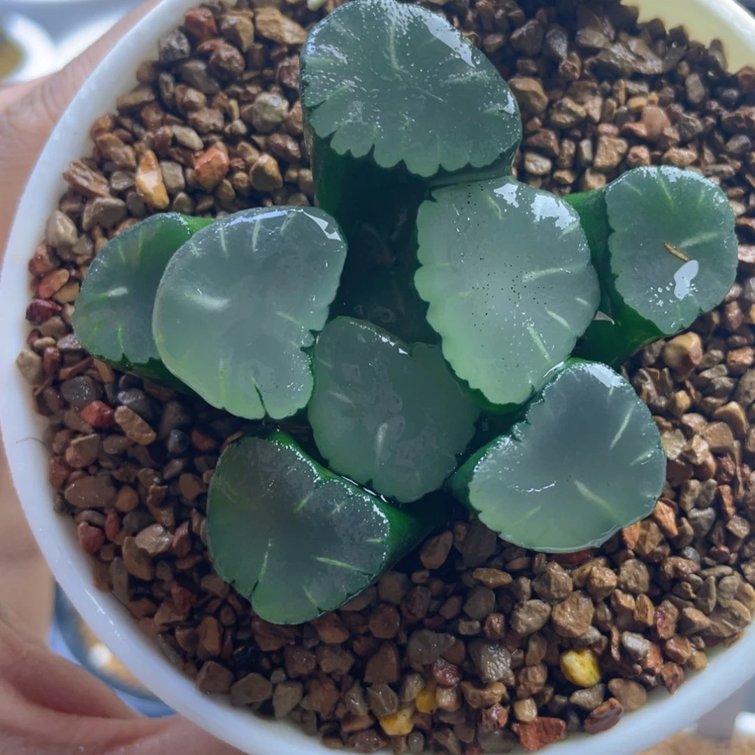 23.十二卷多肉巨大化天使万象。