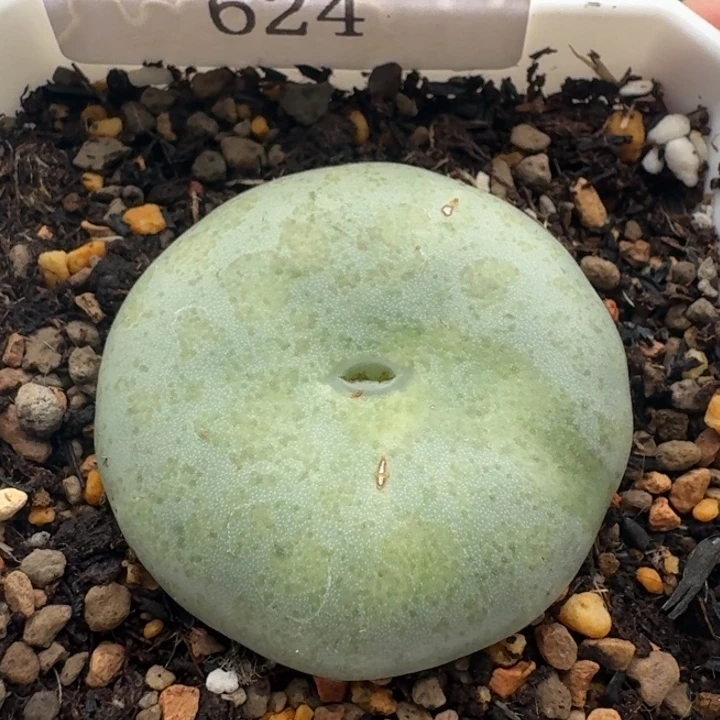 624 超碟大饼3.9厘米。