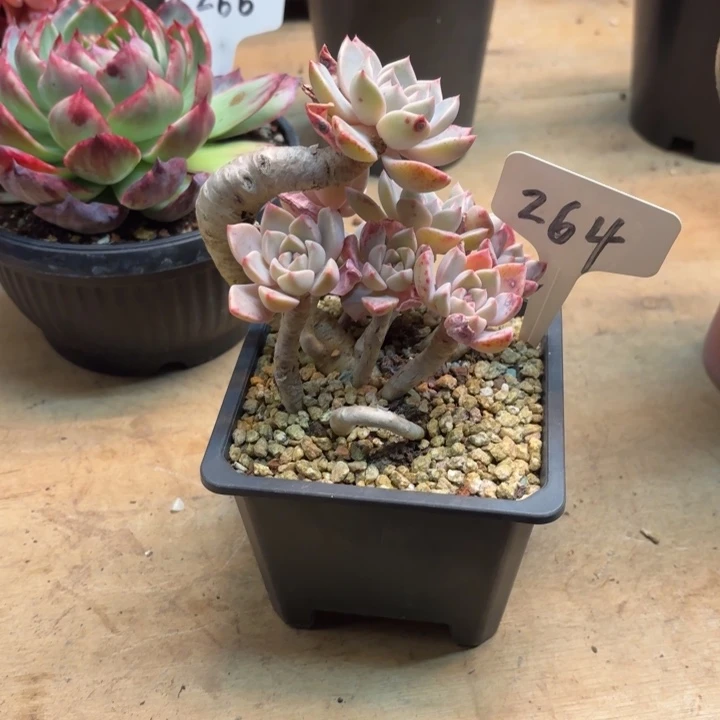 多肉植物，红粉佳人264号