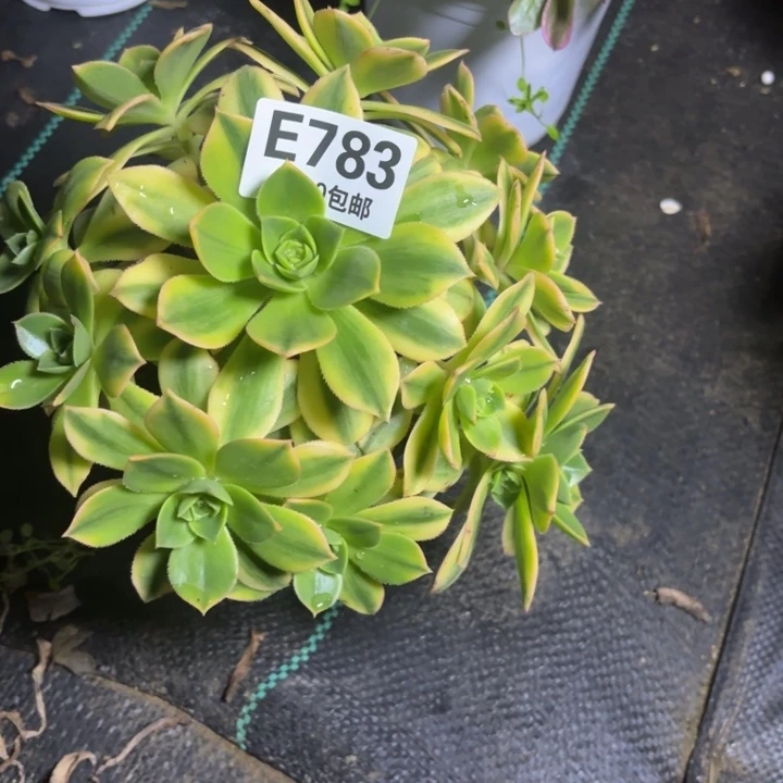 瑞妈一物一拍783