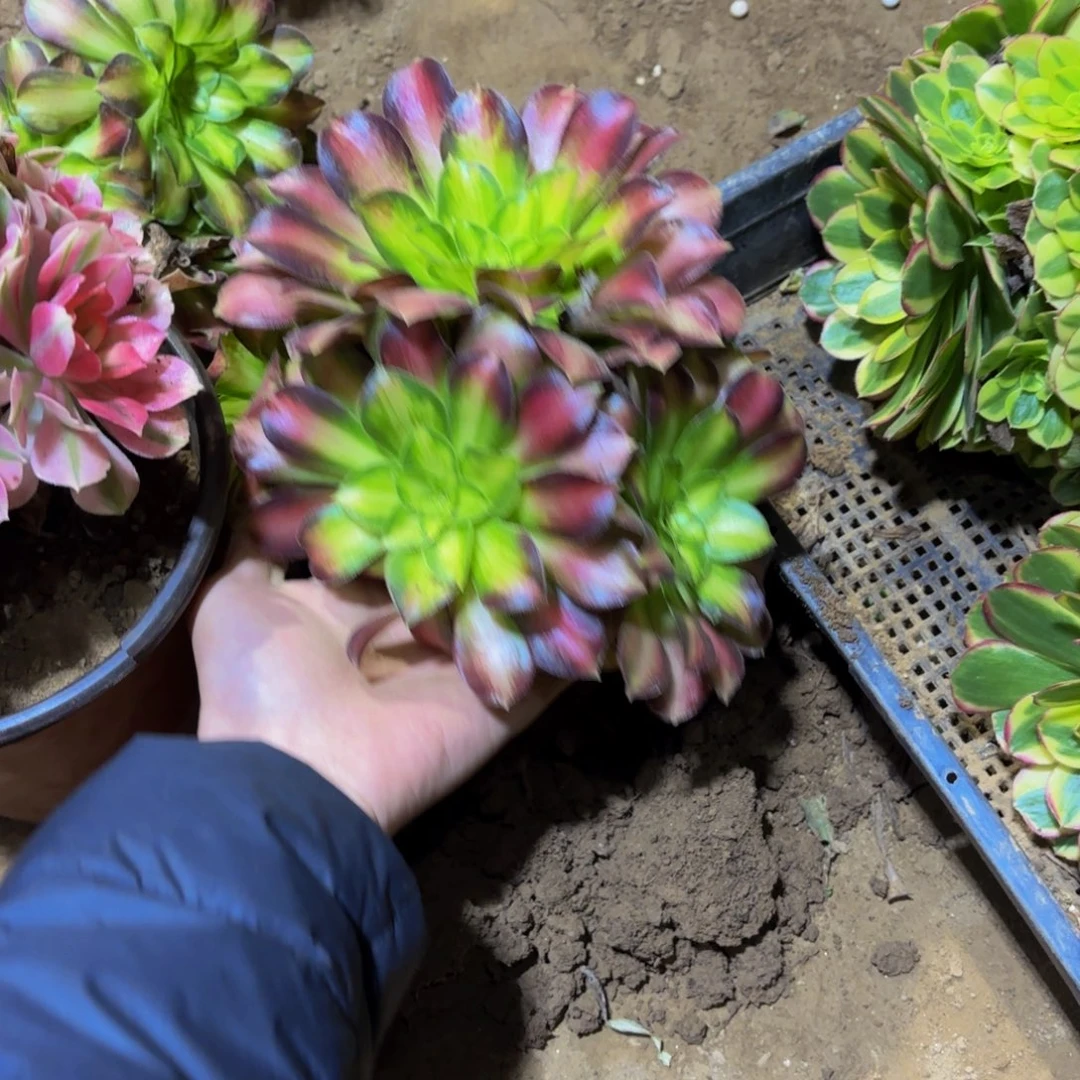 凌***开韶华法师5元多肉植物