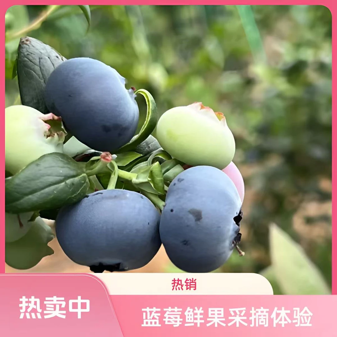 【18-20mm】丹东L25蓝莓 现摘现发 空运发货 冷藏后口感更佳