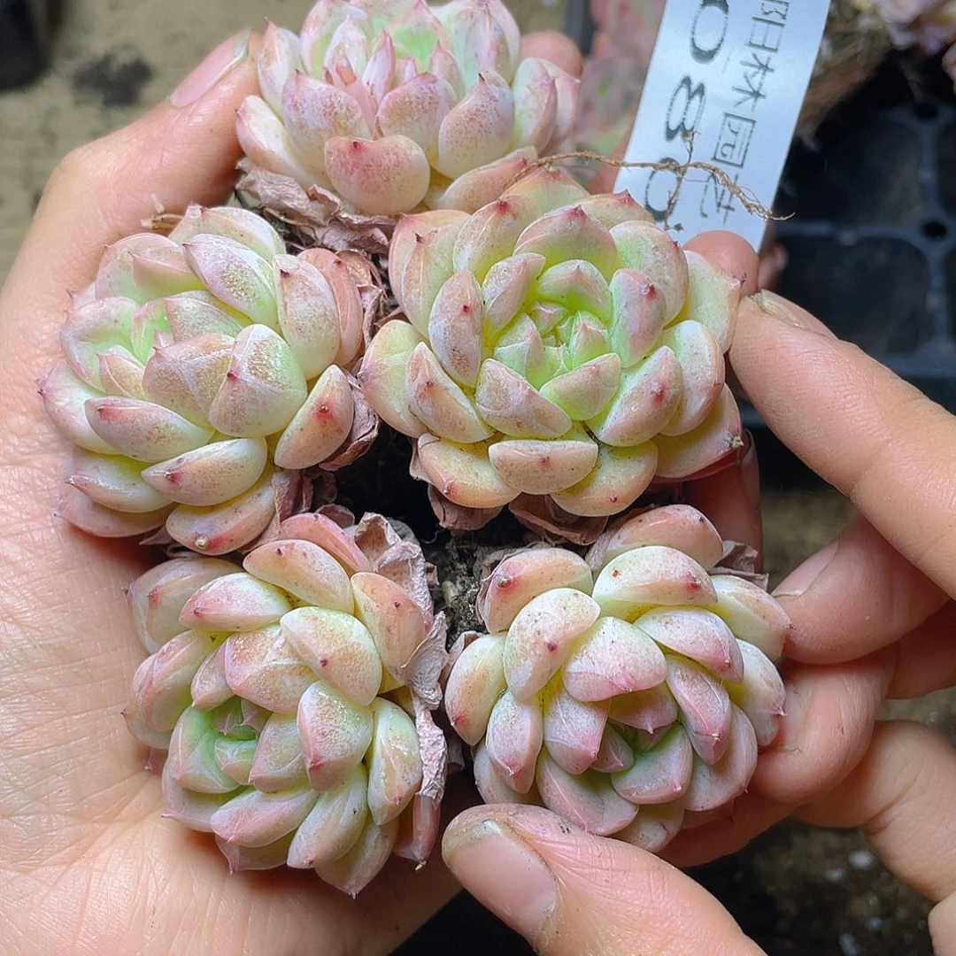 量拍多肉植物多肉植物80