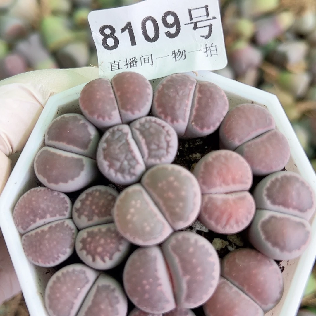 8109 好养易活生石花大母本