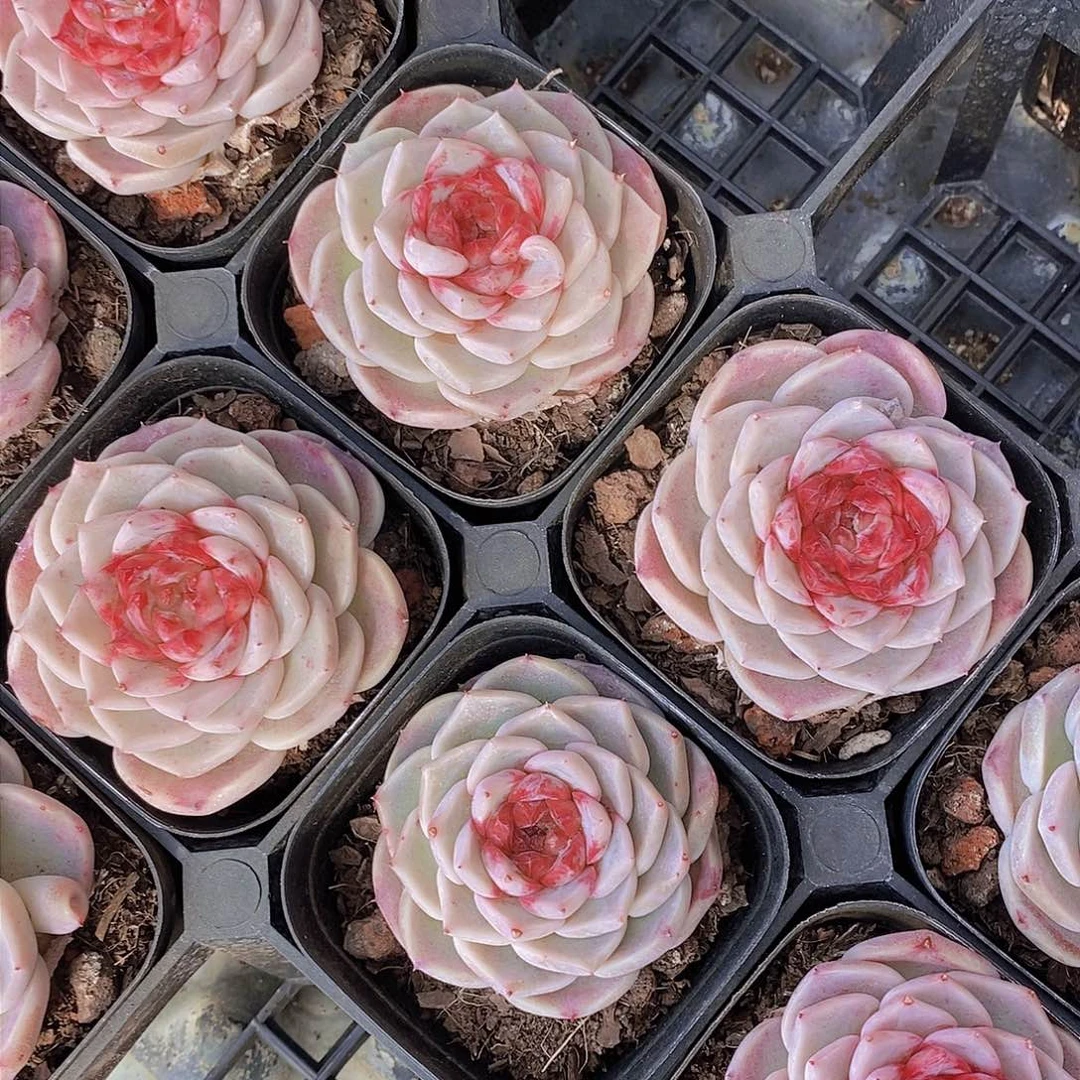 0220-天鹅绒单头一颗 量拍