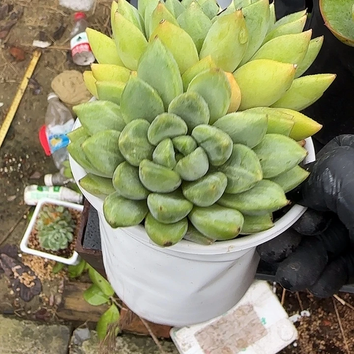 青蛙王子儿童牙膏11