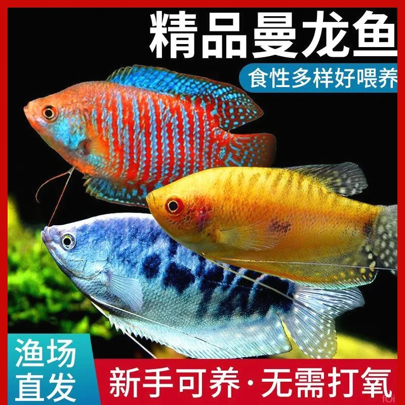 观赏鱼黄曼龙不用打氧气混养的丽丽冷水养的好白云淡水鱼观赏鱼