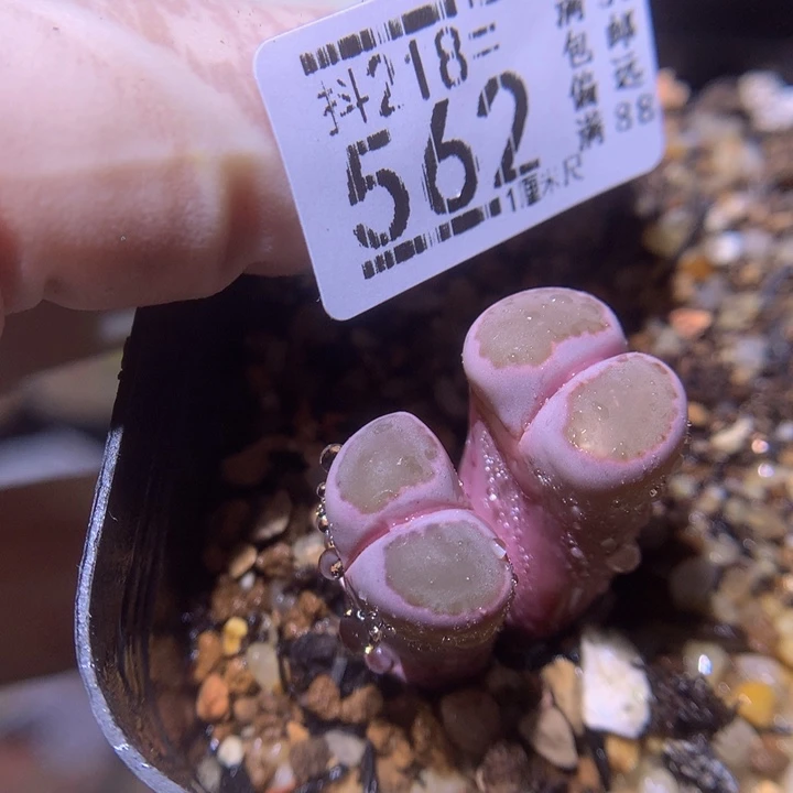 精品生石花218.562高特