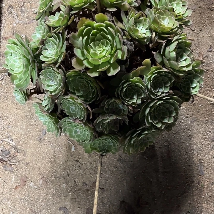 多肉植物水晶莲花锦……