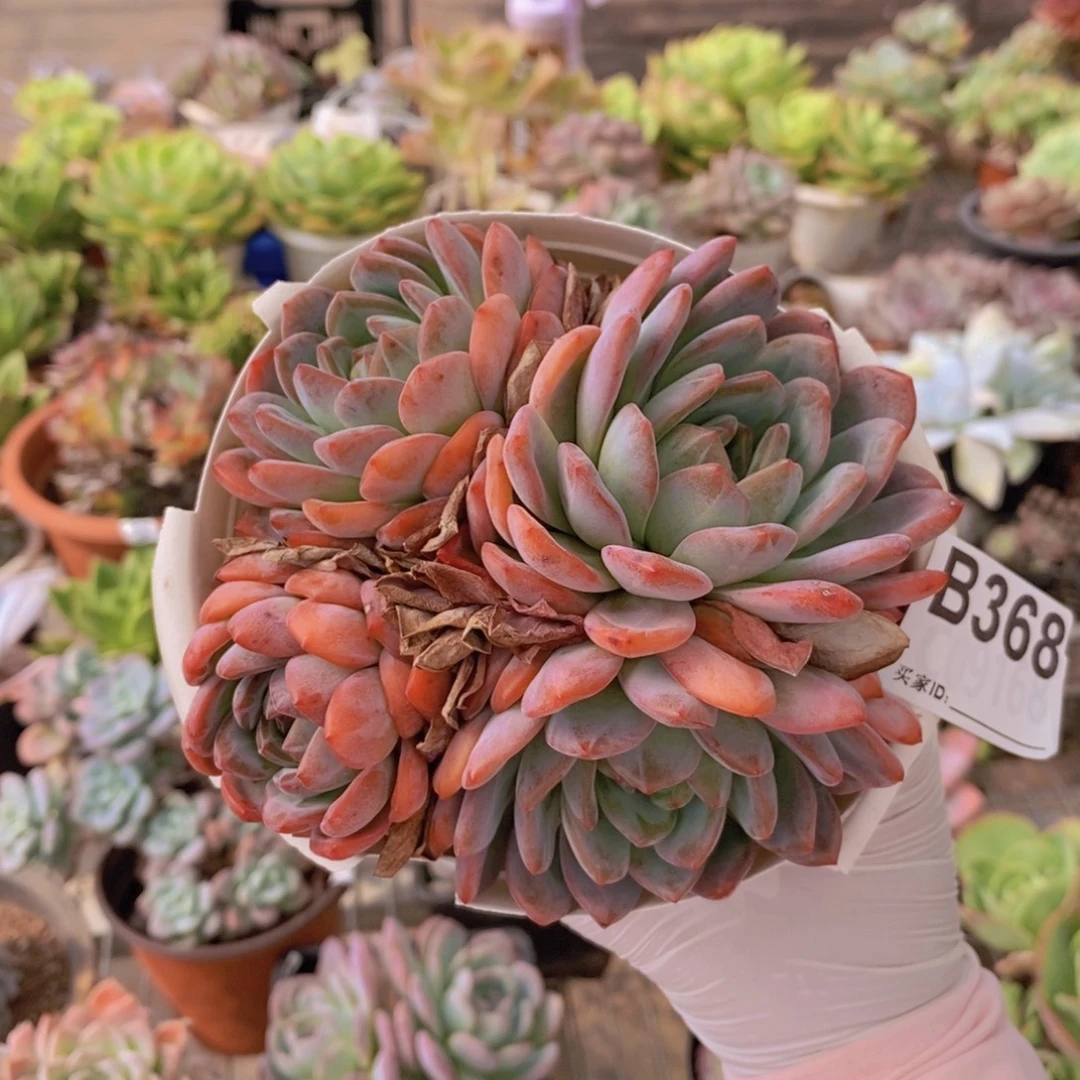 胖***嘟368全明星一物一拍