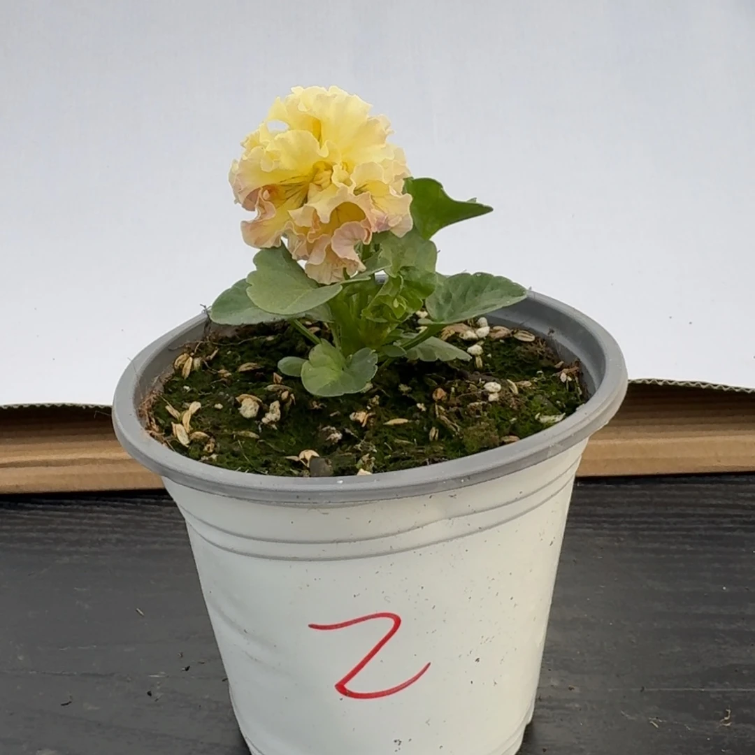 当前无花朵，栽培后可花朵002号