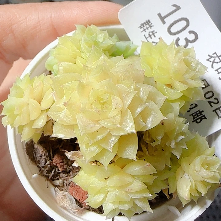 1102-103优选麦杆