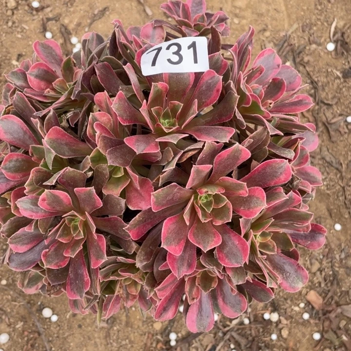 无花朵731多肉植物蒙娜丽莎