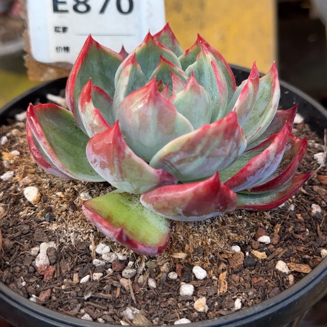 花脸拉丝惊鸿一物一拍包装收缩花旱870