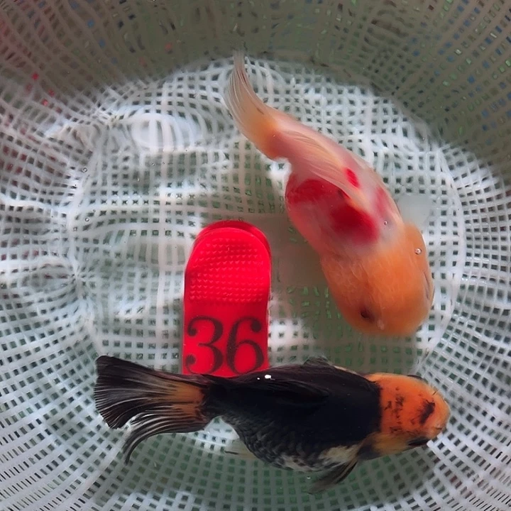 海水鱼36号尺寸9-12区间