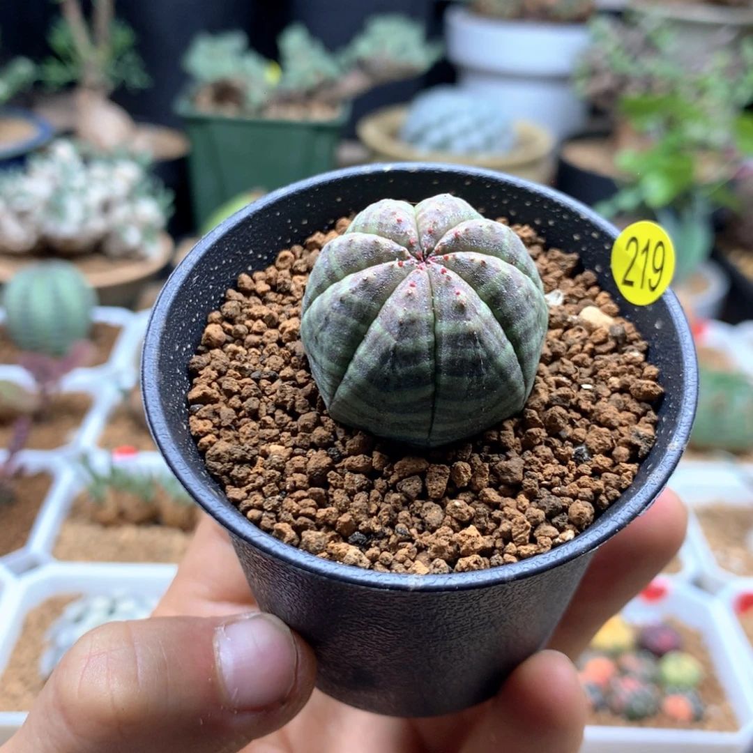 实生欧系布纹球带盆