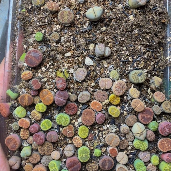 ****摆多肉植物的生长发育127