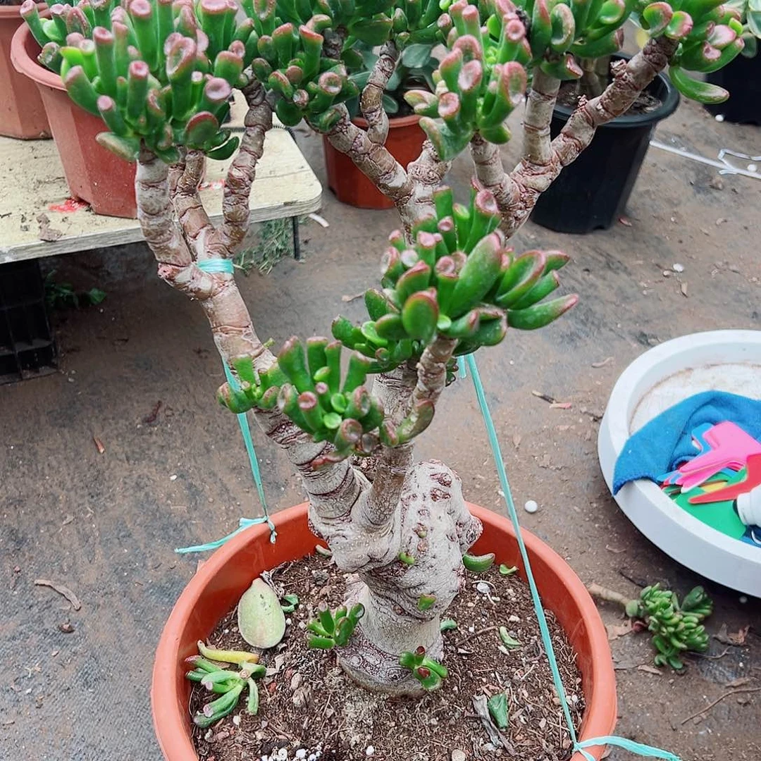 大***下稀有马蹄吸财树带土球发货2286