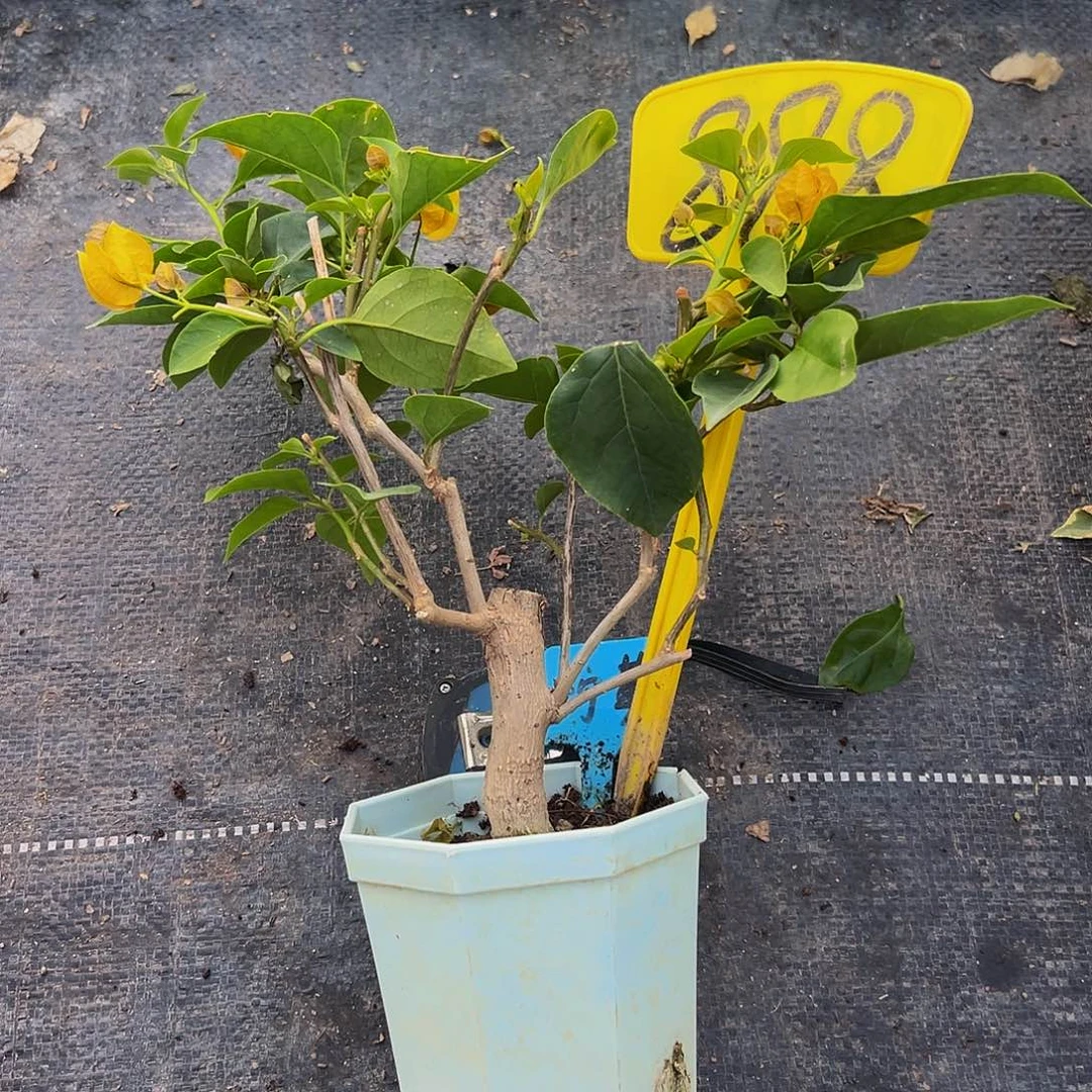 当前无花栽培后可以开花柠檬黄 大宝 888