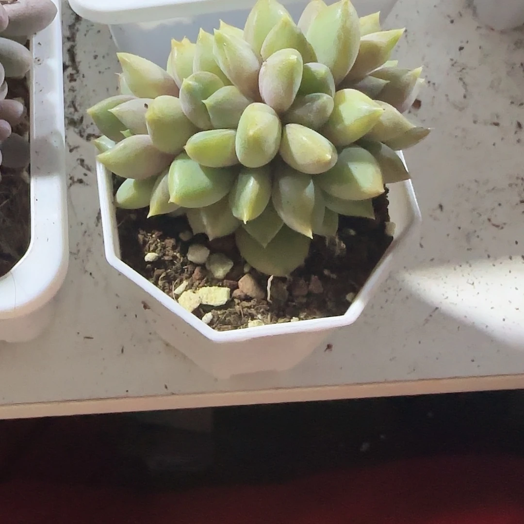 青蛙王子儿童牙膏套装。