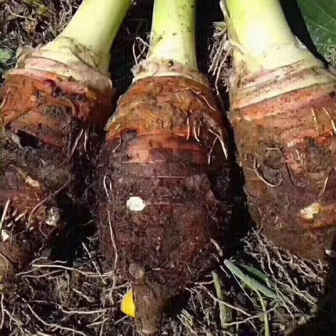 正宗湖南江永香芋槟榔芋芋头大芋头新鲜蔬菜现挖粉糯香甜炮弹特产