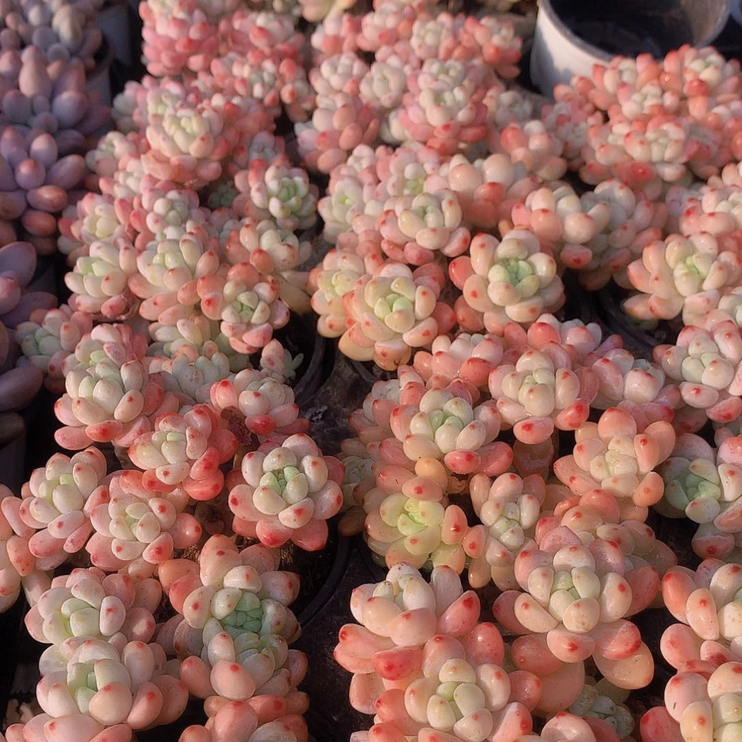 樱花罗琦3466788990000