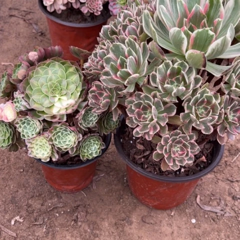 615多肉植物组合，