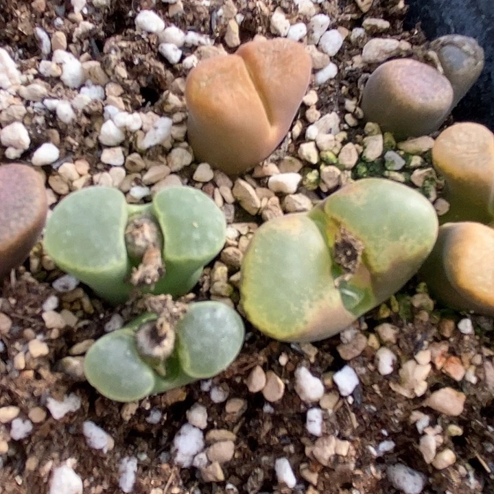 13657一筐  风铃有伤