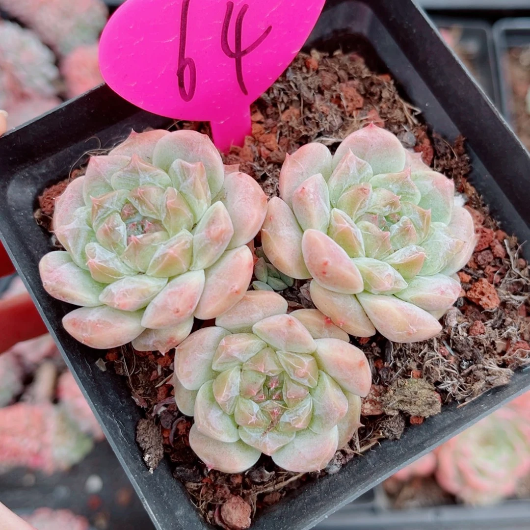 64号小老桩秘境冰魄群