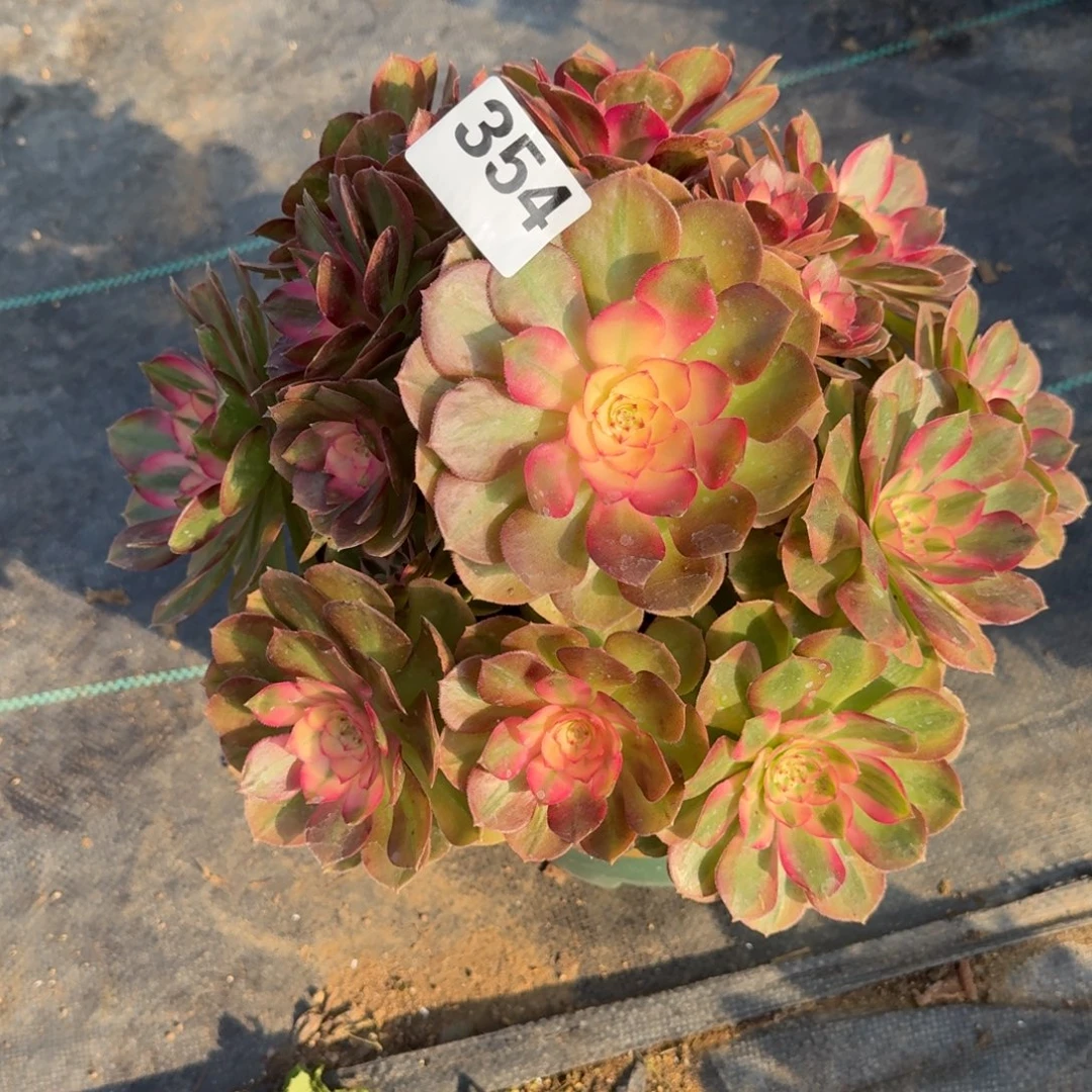 354荔枝多肉植物福利