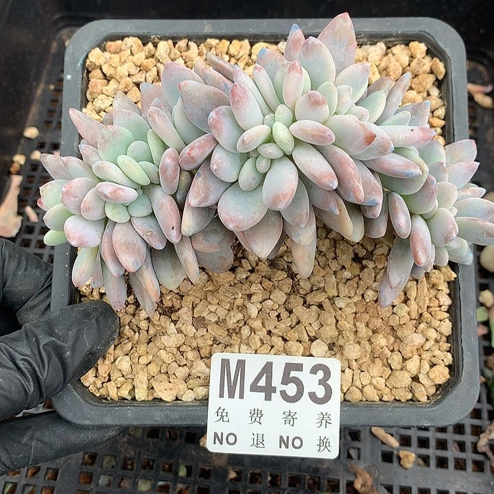 粉兔缀化 多肉植物9.17号左右发