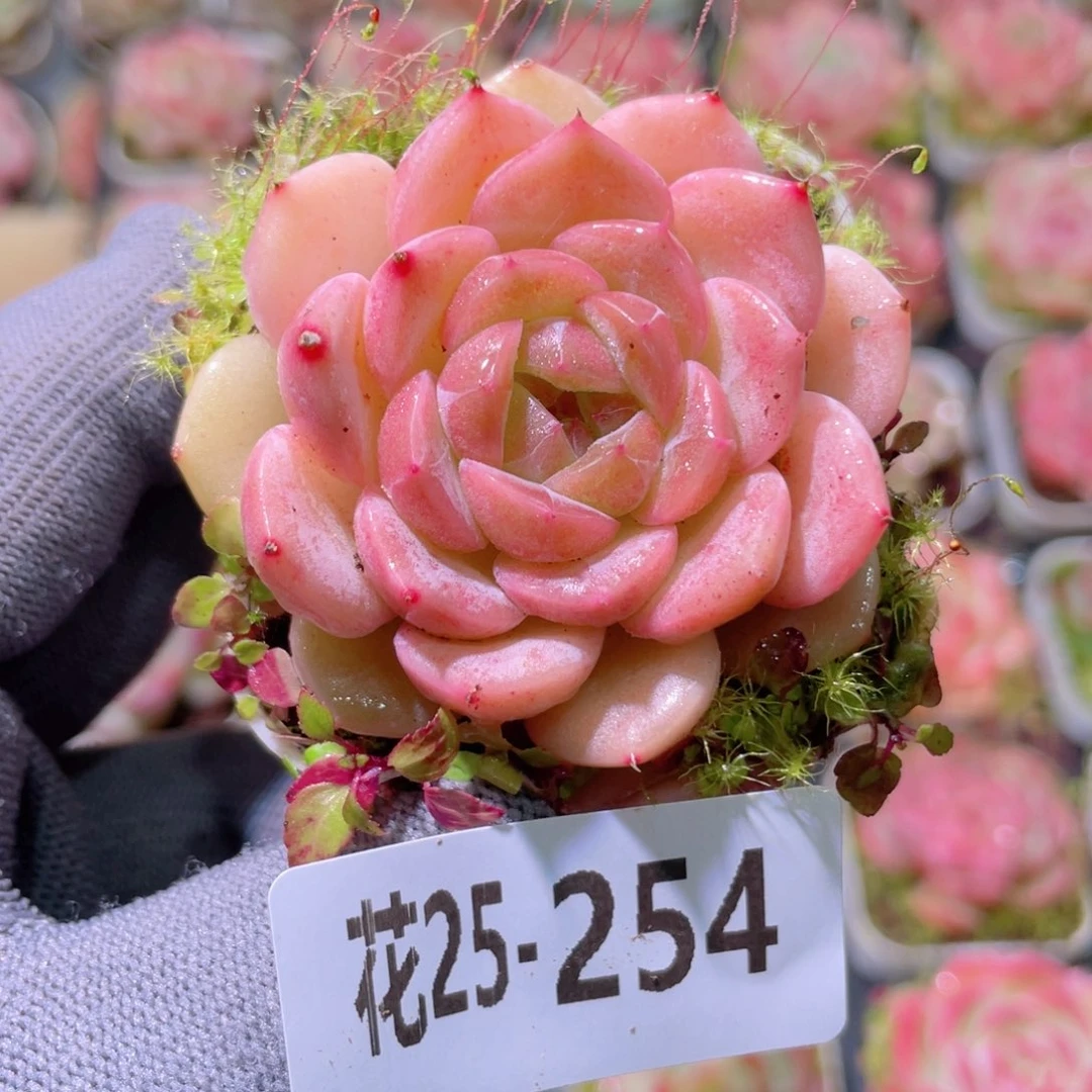 花利美25-254福利珍妮