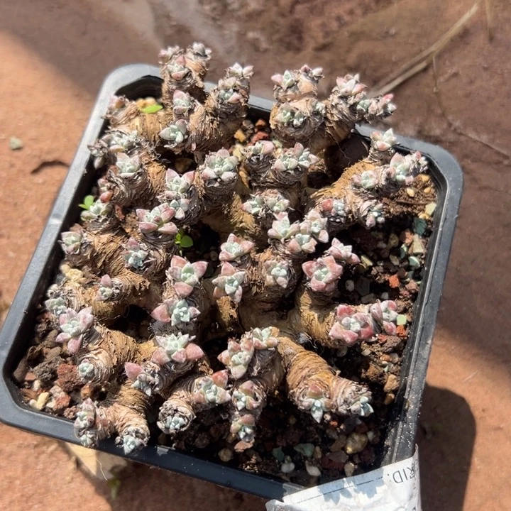 大****谢谢姐姐～一物一拍1726