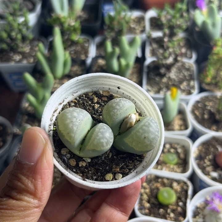 019 生石花多肉植物