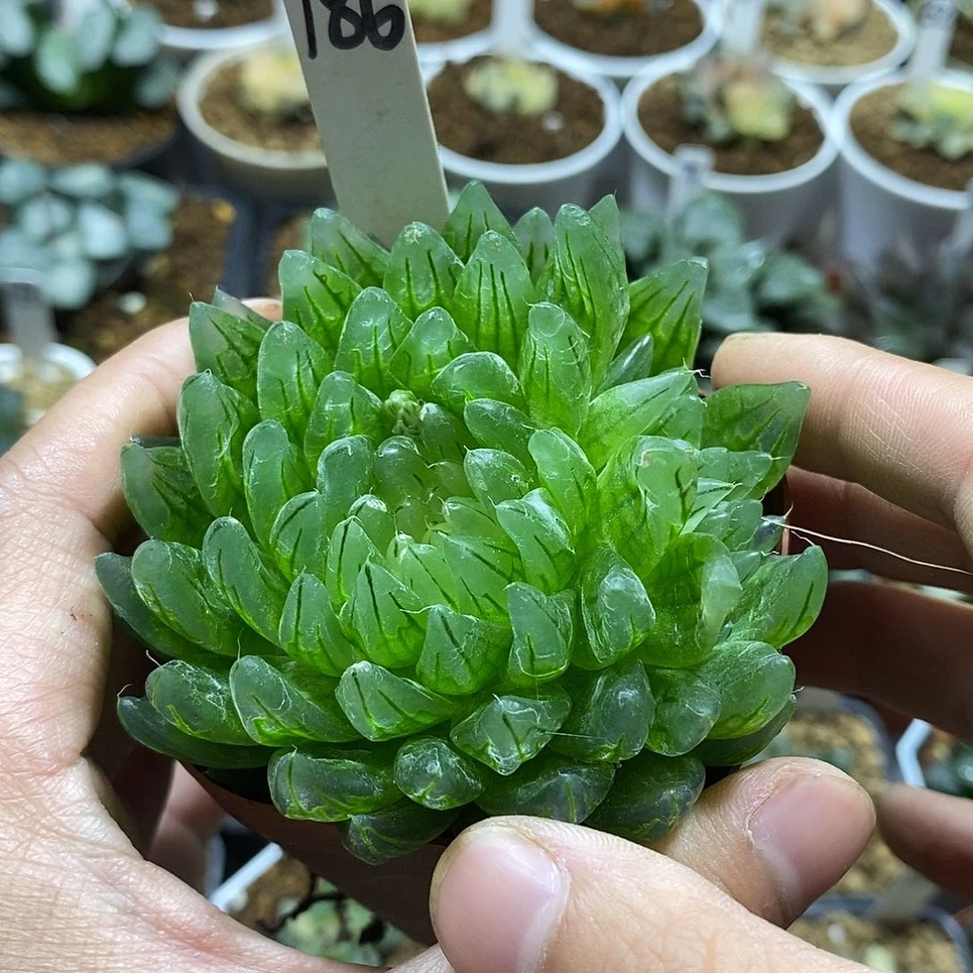 186女神玉露哈哈哈哈哈