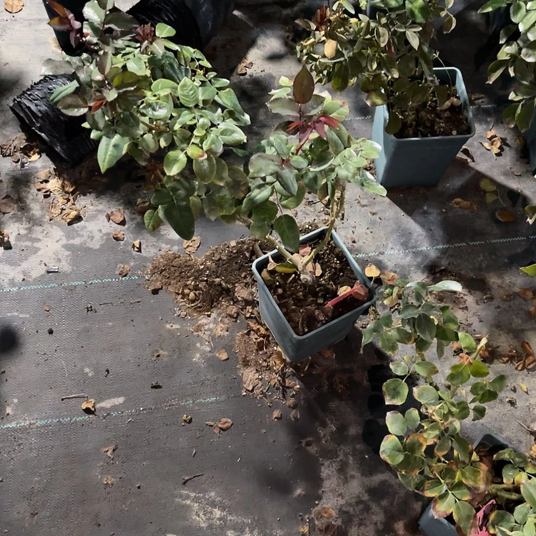 姗***迟无花朵——花仙子 月季