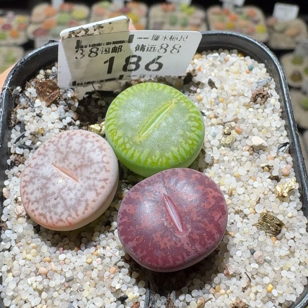 Sss便宜清了便宜186