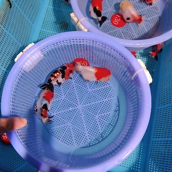 一***三金鱼097兰寿三只特价顺丰包邮