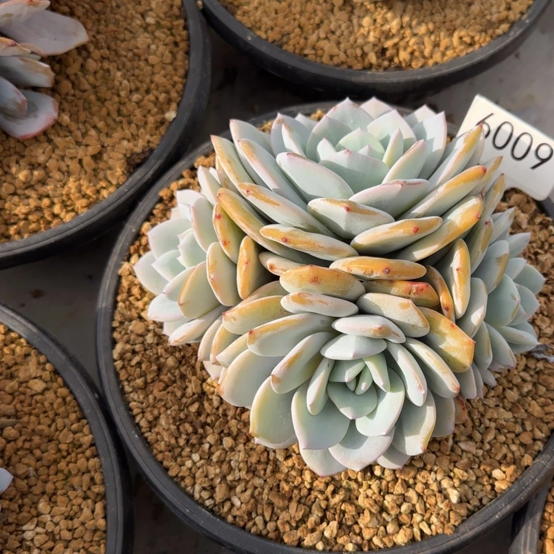 叁***月6009。      奶茶四头