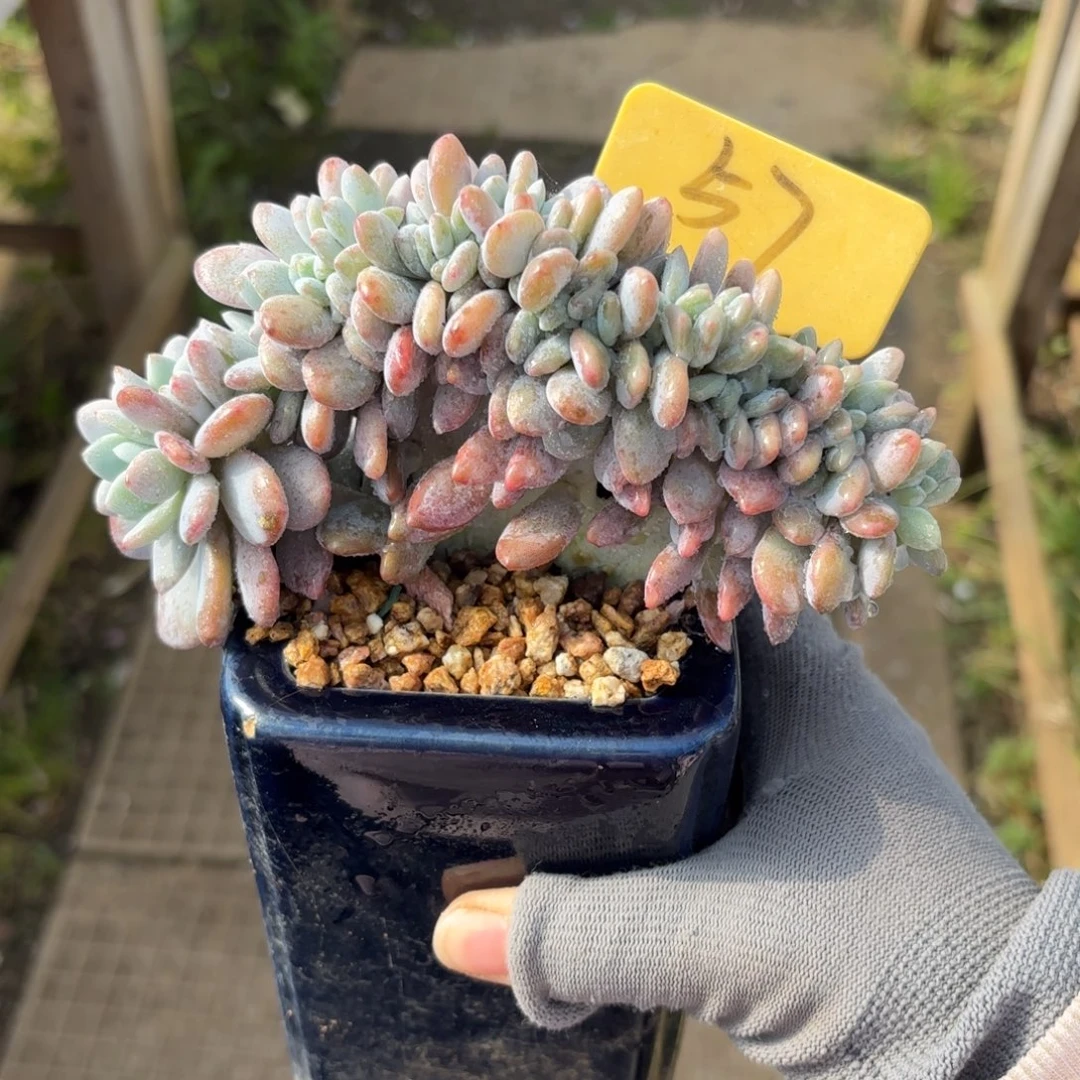 粉兔缀888888888800007