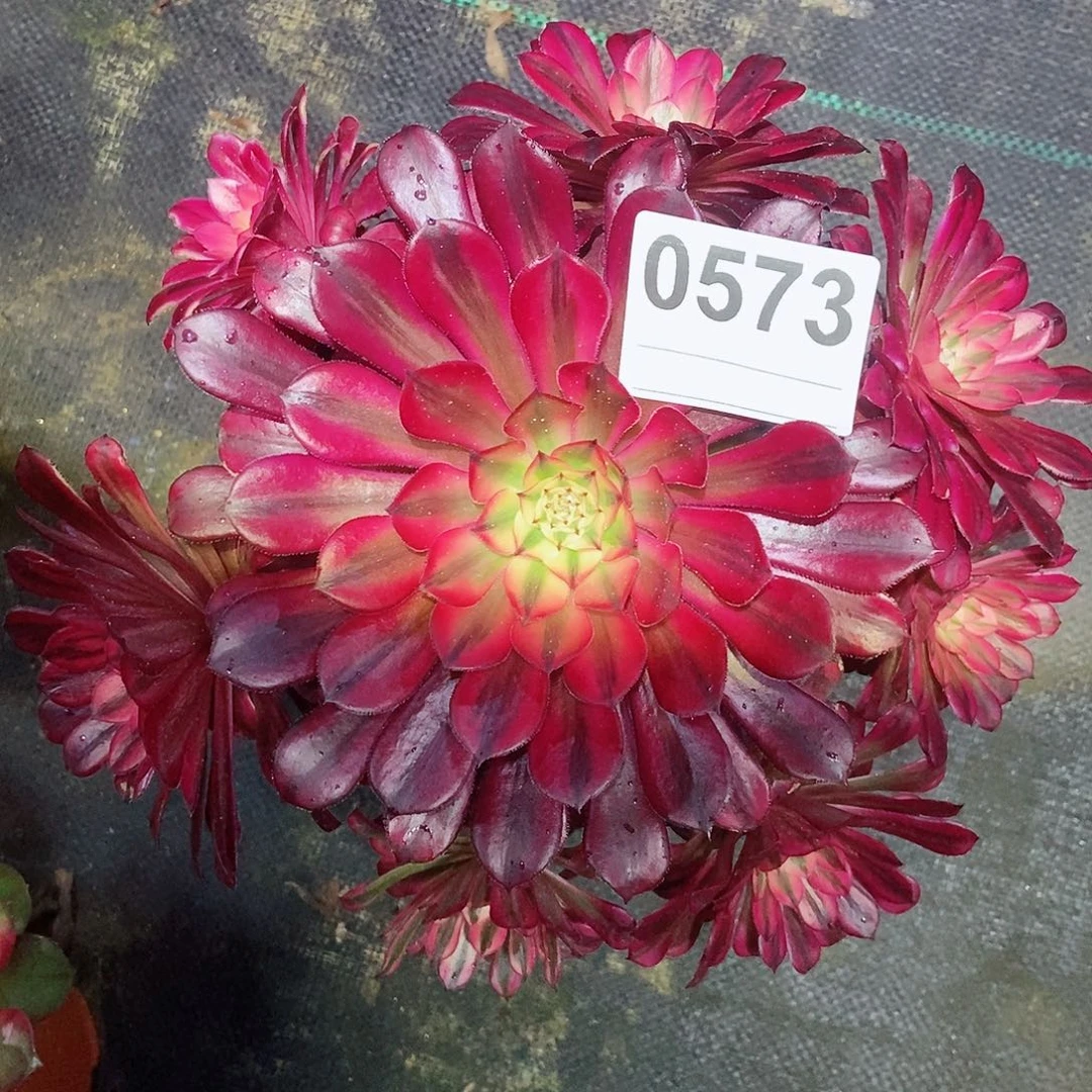 红陶0573黑铜白4多肉