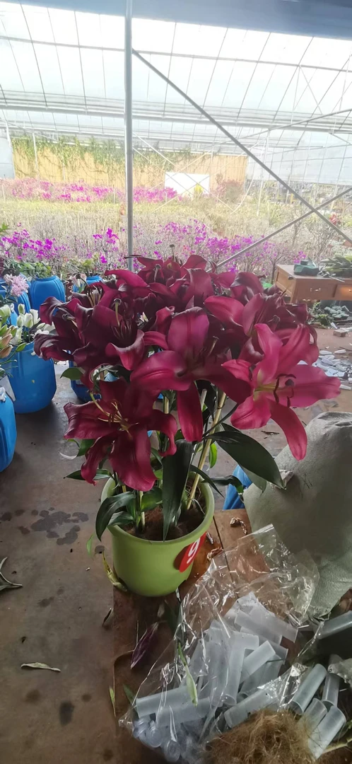 【帕拉佐】14/16香水百合种球大花朵百合盆栽地栽