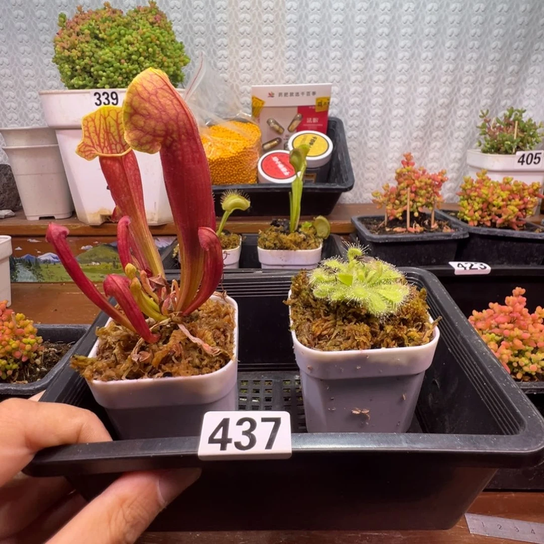 食虫植物芭芭绿锦地罗437