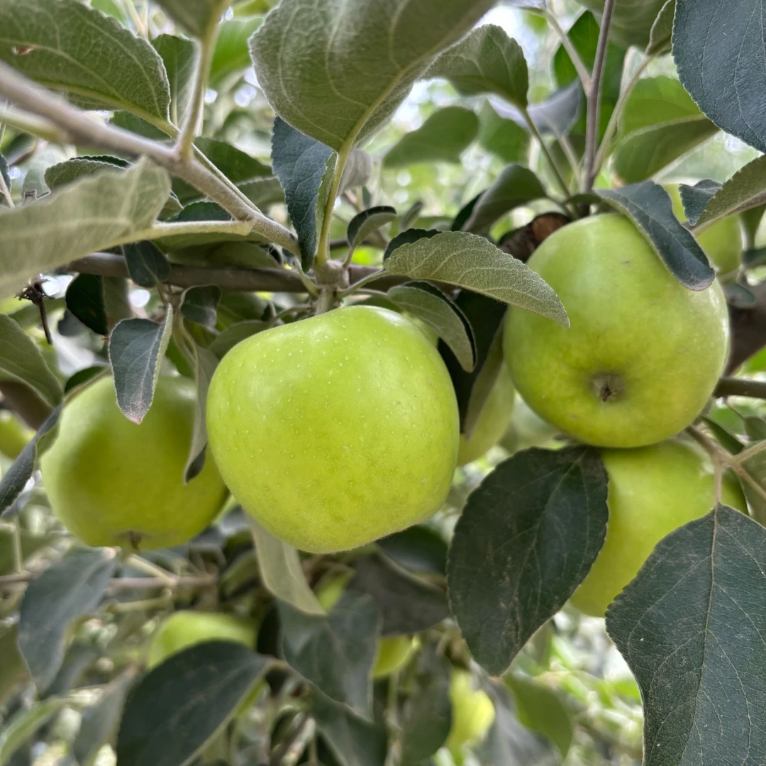 9个小苹果2025年头茬新鲜青苹果现摘现发酸甜可口酸脆爽口孕妇