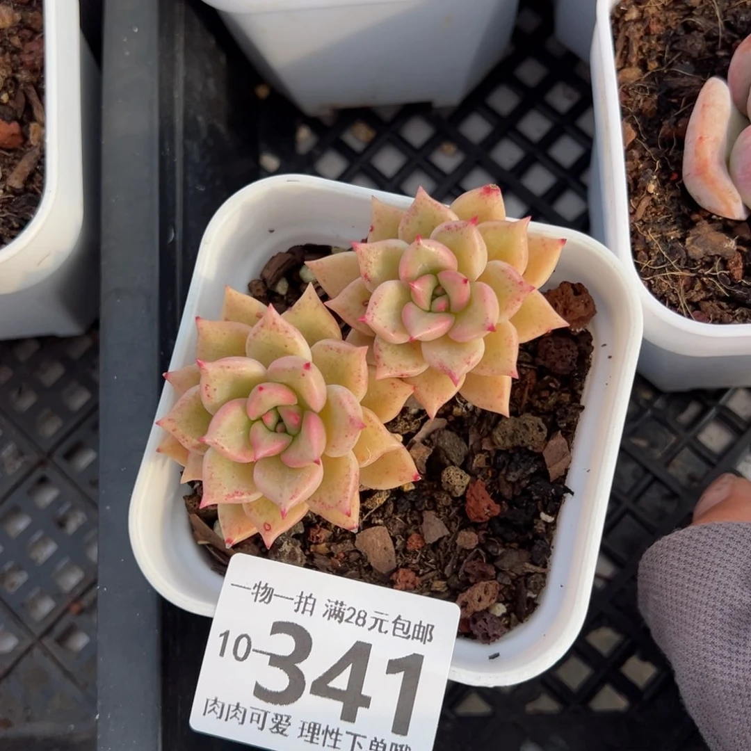 黄金璀璨多肉多肉多肉多肉