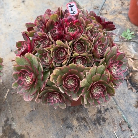 19/118粉花妖朵朵多肉植物